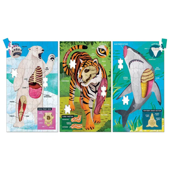 Animal Anatomy